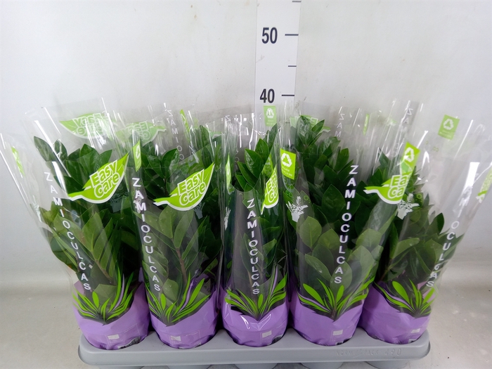 <h4>Zamioculcas zamiifolia</h4>