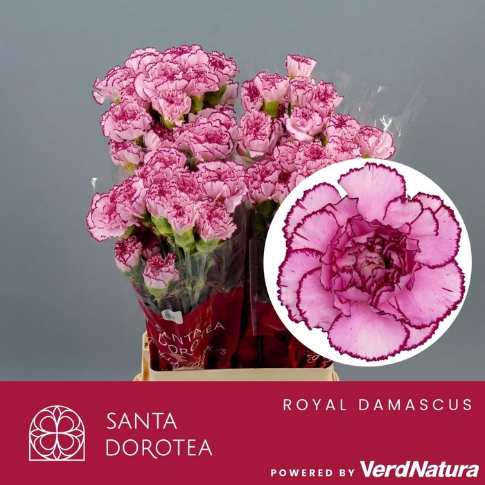 <h4>DI ST Royal Damascus SEL</h4>