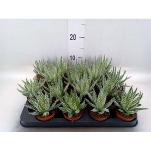 Aloe humilis