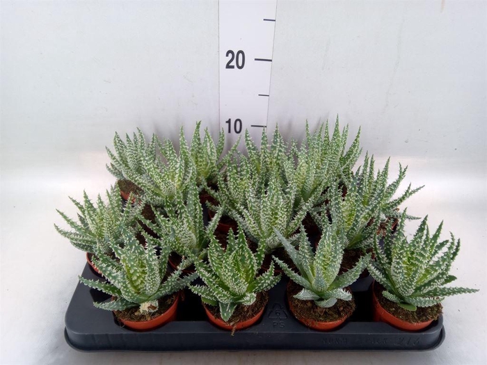 <h4>Aloe humilis</h4>