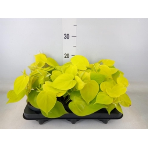 Philodendron scand. 'Lemon Lime'