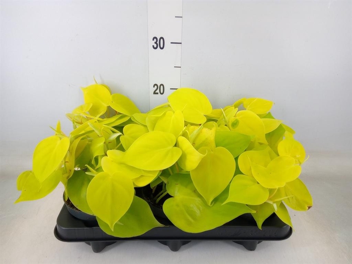 <h4>Philodendron scand. 'Lemon Lime'</h4>
