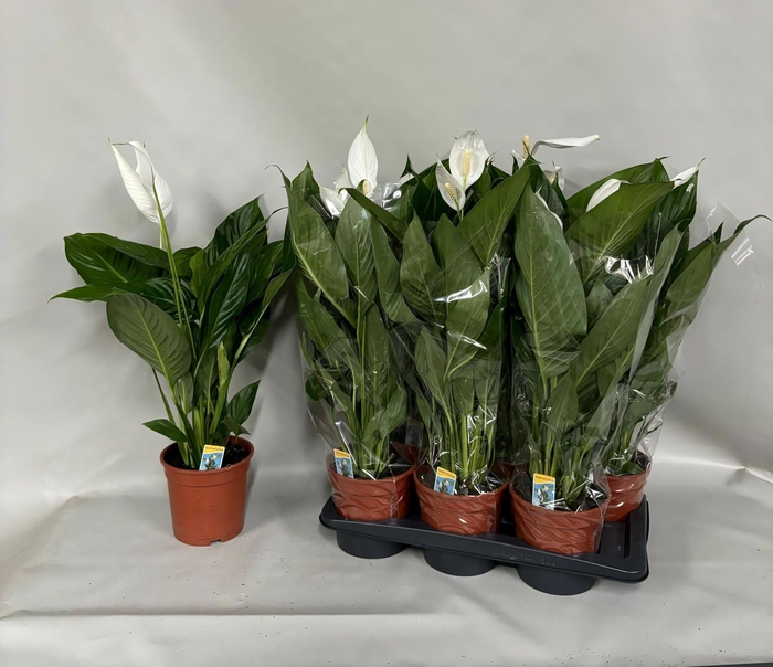 <h4>SPATH VERDI</h4>