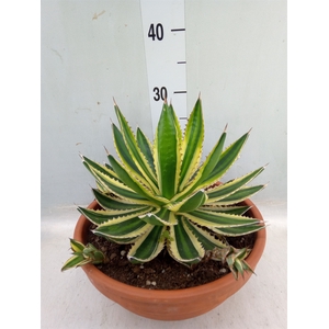 Agave lophantha 'Quadricolor'