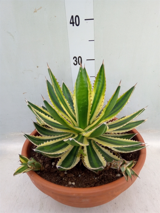 <h4>Agave lophantha 'Quadricolor'</h4>