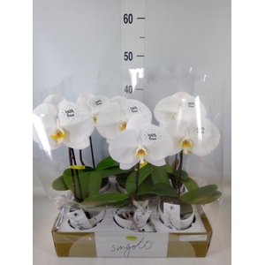 Phalaenopsis   ...white