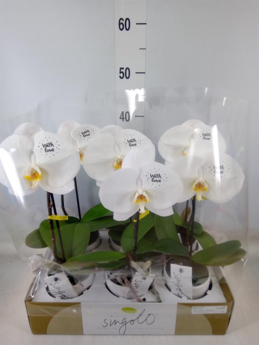 <h4>Phalaenopsis ...white</h4>