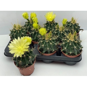 CACTUS BLOEIEND