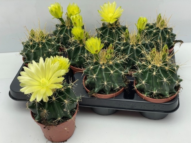 <h4>CACTUS BLOEIEND</h4>