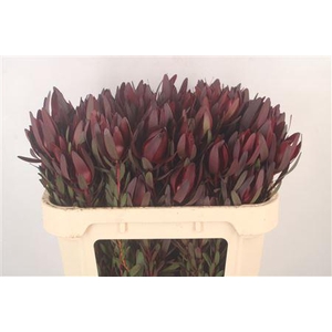 Leucad Saf Sunset Spray