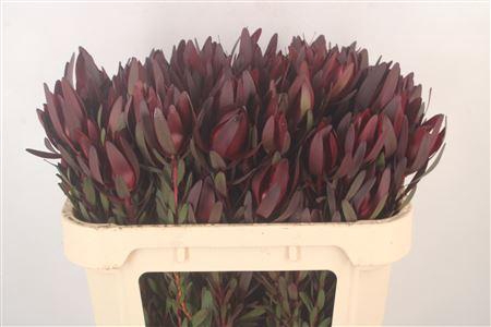 <h4>Leucad Saf Sunset Spray</h4>