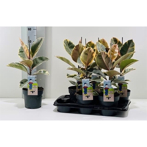 Ficus elastica Tineke 17Ø 55cm 1pp