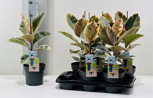 Ficus elastica Tineke 17Ø 55cm 1pp