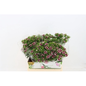 Di Barb Breanthus Roi Bicolor Red White