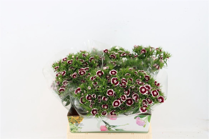 <h4>Di Barb Breanthus Roi Bicolor Red White</h4>