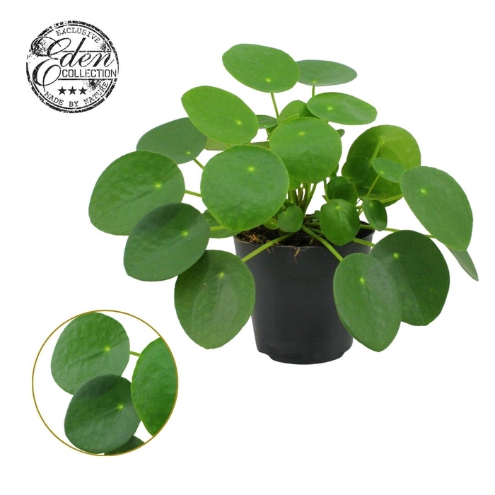 <h4>Pilea Peperomioides 12cm</h4>