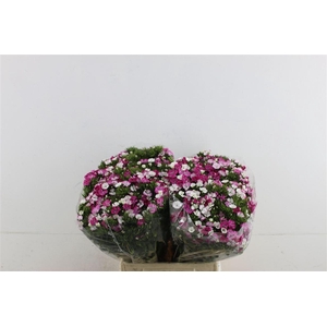 Di Barb Neon Rose Magic 45cm