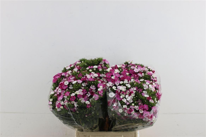 <h4>Di Barb Neon Rose Magic 45cm</h4>