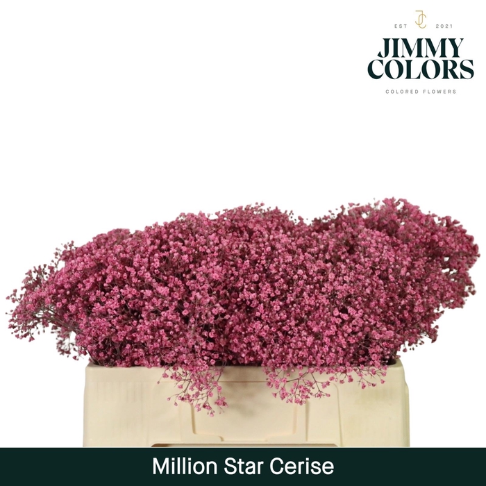 <h4>Gyps Million Star l50 Cerise</h4>