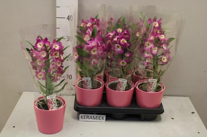 <h4>ARR KAMERPL BLOEI</h4>