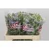 Oxypetalum Tweedia Blue