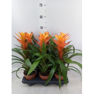 Guzmania  'Variada'