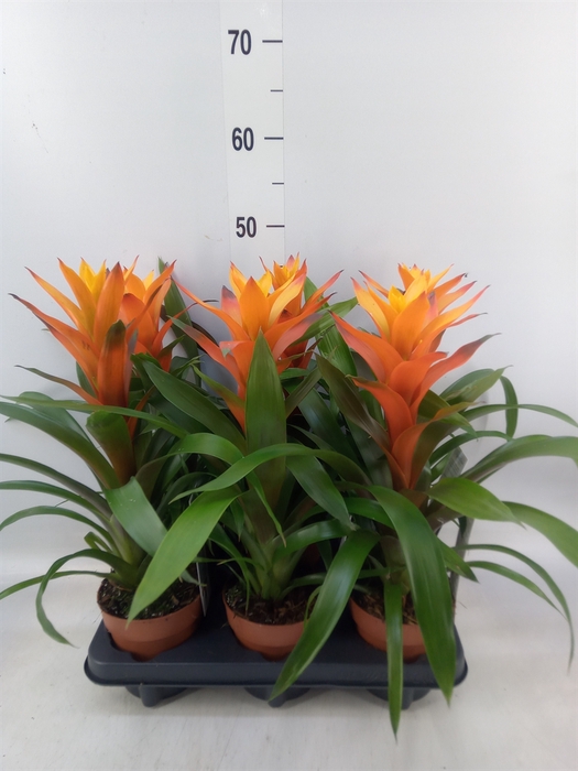 <h4>Guzmania  'Variada'</h4>