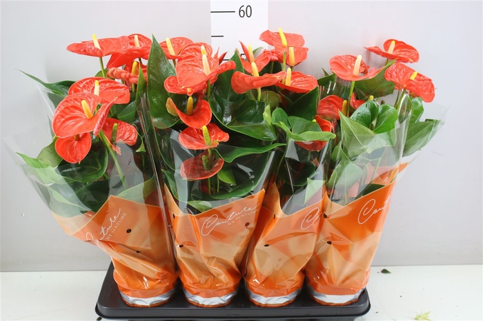 <h4>Anth An Sierra Orange</h4>