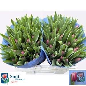 <h4>TU EN LORNAH</h4>