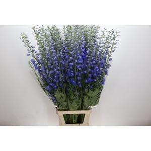 Delph Du Elatum Candle Blue