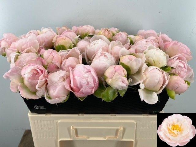 <h4>PAEO L MISS AMERICA</h4>