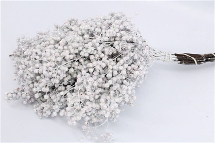 <h4>Schinus M Pt Mother Of Pearl Bunch</h4>