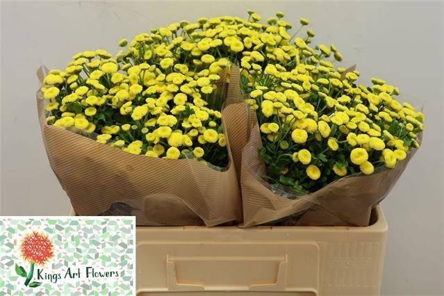 <h4>Tana Pa Amazone</h4>