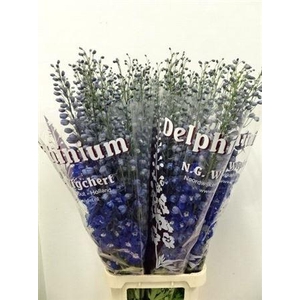 Delph Du Dewi Blue Star