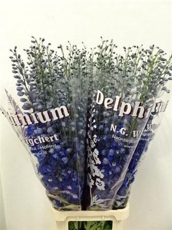 <h4>Delph Du Dewi Blue Star</h4>