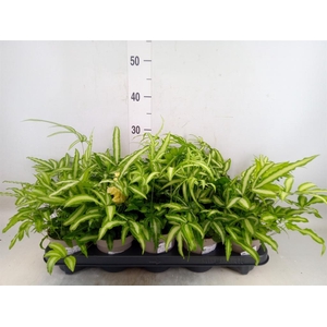 Pteris cretica 'Albolineata'