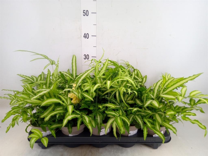 <h4>Pteris cretica 'Albolineata'</h4>