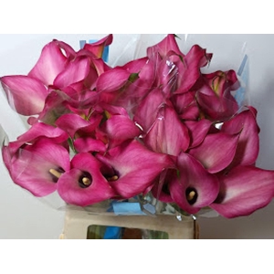 Calla Zazu