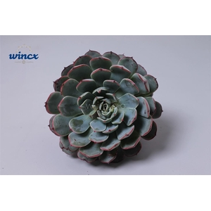 Echeveria Minima Ssp. Cutflower Wincx-5cm