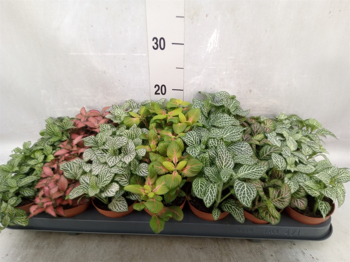 <h4>Fittonia   ...mix 7</h4>