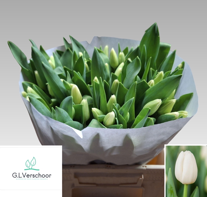 <h4>TU EN ANTARCTICA</h4>