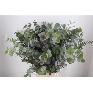 Euca Cinerea 300gr P Bunch