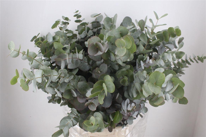 <h4>Euca Cinerea 300gr P Bunch</h4>