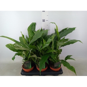 Spathiphyllum  'Diamond'