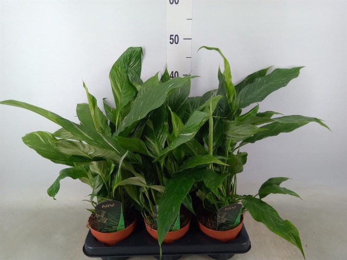 <h4>Spathiphyllum 'Diamond'</h4>