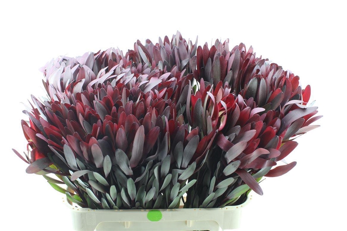 <h4>Leucad Saf Sunset Ex</h4>