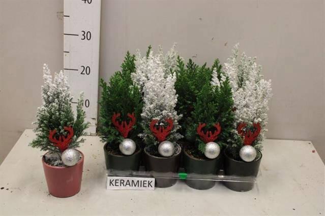 <h4>CHAM L ELLWOODII</h4>