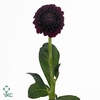 Dahlia black fox