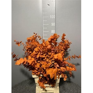 Dr Stuart Stab Orange Matt