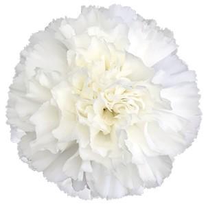 <h4>Dianthus st nortwind</h4>